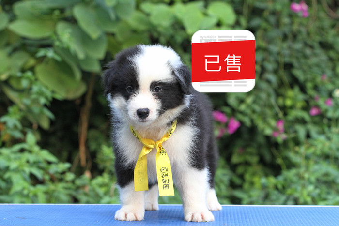 邊境牧羊犬小公，雙血統＋證書，2018年9月1日出生
