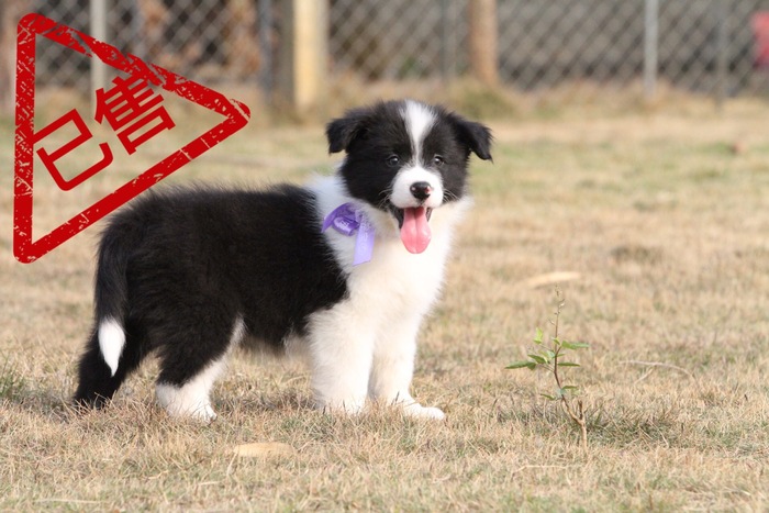 邊境牧羊犬小公