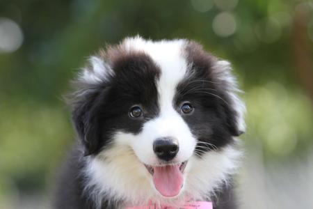 邊境牧羊犬小母，雙血統+證書，2018年1月3日出生