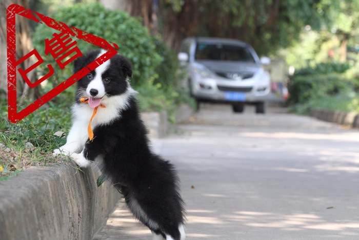 邊境牧羊犬小公