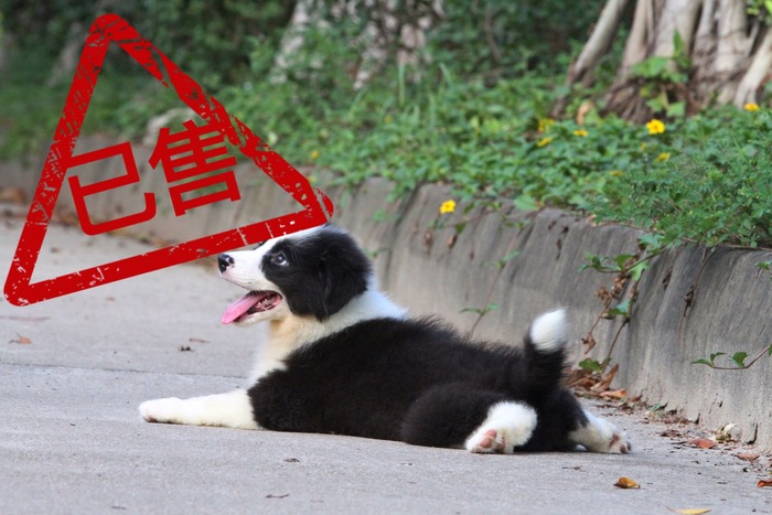 邊境牧羊犬小母